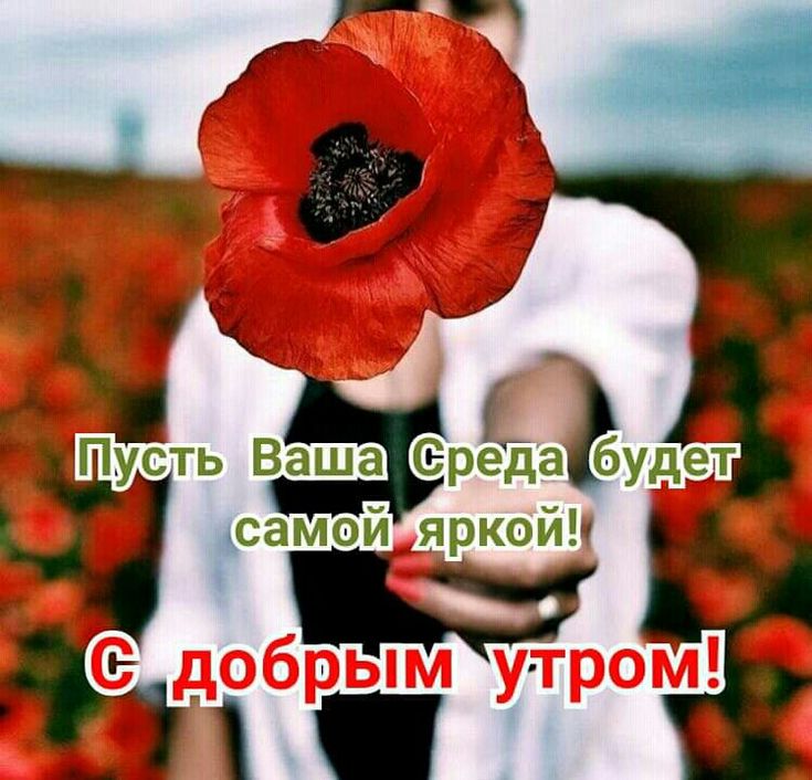 Удачной среды! 🦋 Поздравление со средой