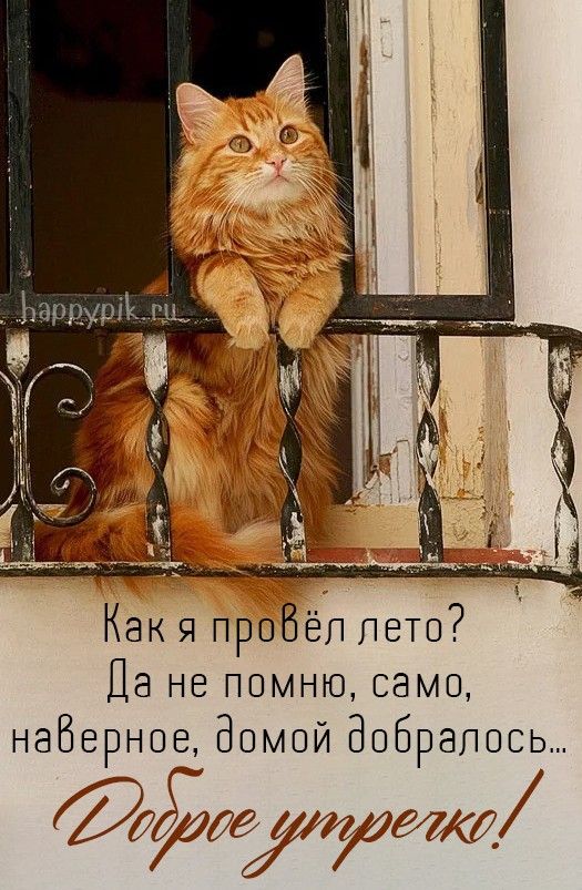 Доброе утро, отличного настроения 💞💞🤗👋👋.