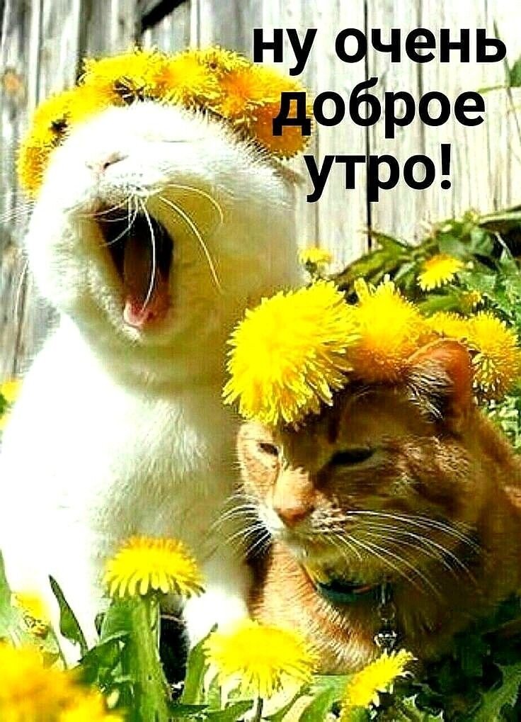 Котоматрица: доброе утро, марь иванна