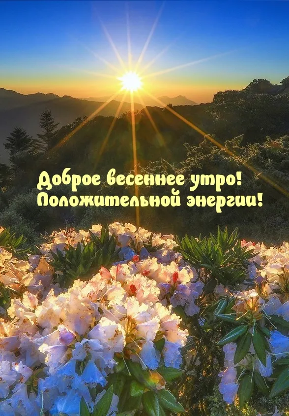 🌸✨☕ Красивые картинки С добрым