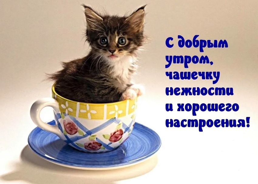 ДОБРОЕ УТРО , Котик Картинки Пожелания Добавь | #утро #котик