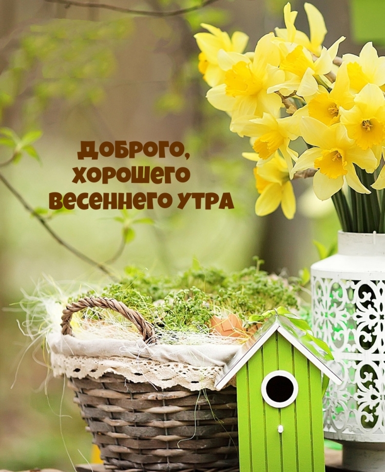 Доброе весеннее утро🌷