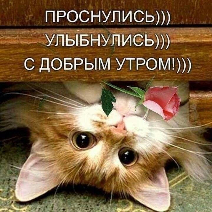 Самые Смешные Фото С Добрым Утром | TikTok