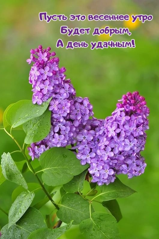 🌺🌿 ЯГОДКИ, ДОБРОЕ УТРО, ОТЛИЧНОГО ДНЯ! 🌿🌺 Доброго утра