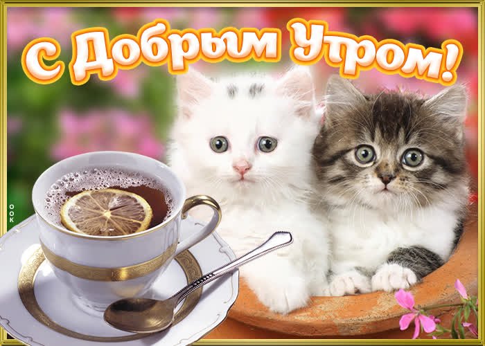 Доброе утро котик картинки 