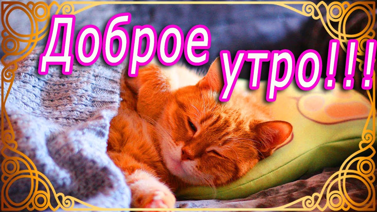 Доброе утро : Бесплатные