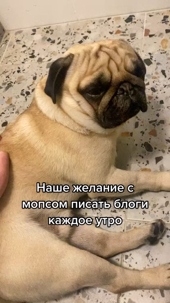 Мопсы Доброе Утро Привет Мои Мопсы | TikTok