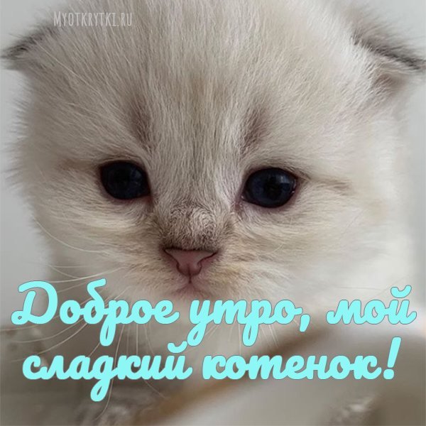 С Добрым Утром Котик | TikTok