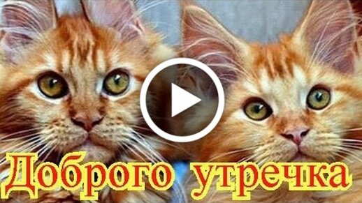 Автор | Доброе утро банда 😉 Во сколько сегодня проснулись