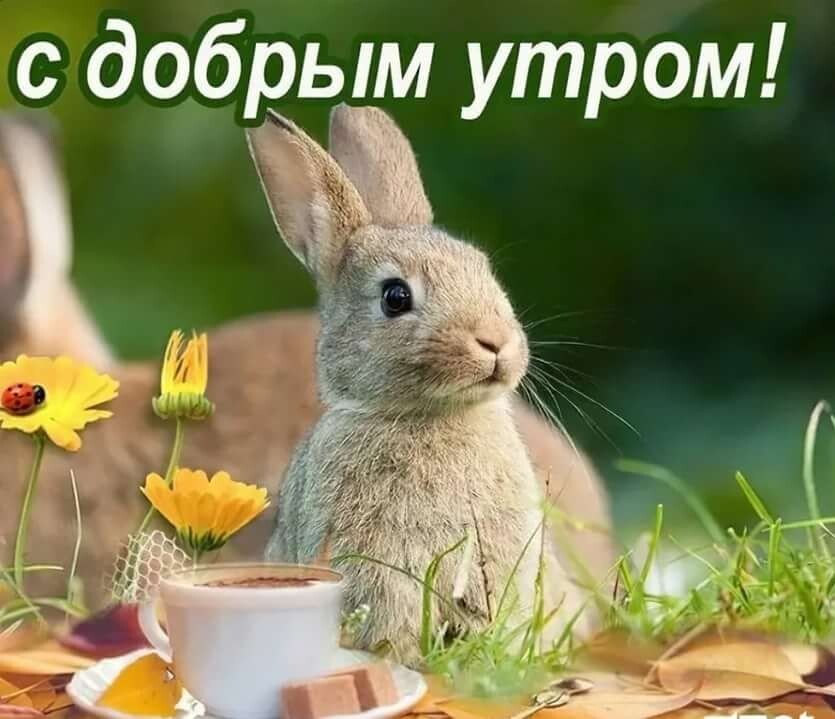 Доброе утро! Прекрасного дня