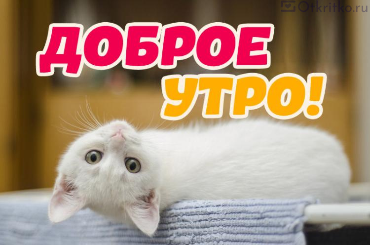 Котята с пожеланием доброго утра