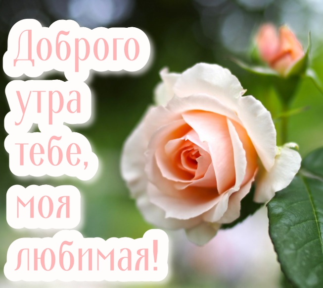 ❤️❤️❤️Доброе утро, любимый❤️❤️❤️ С