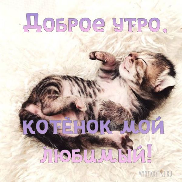 Открытка Доброе утро! с милым котиком