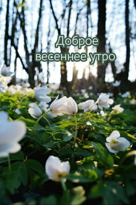 Доброе утро