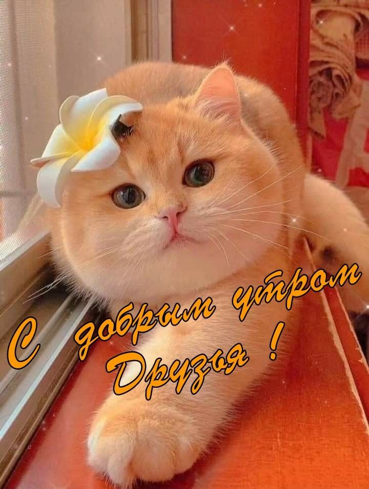 С добрым утром 🥰🐈😂#бусинкамоя #video