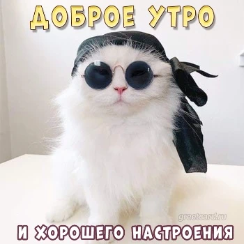 С Добрым Утром Мем | TikTok