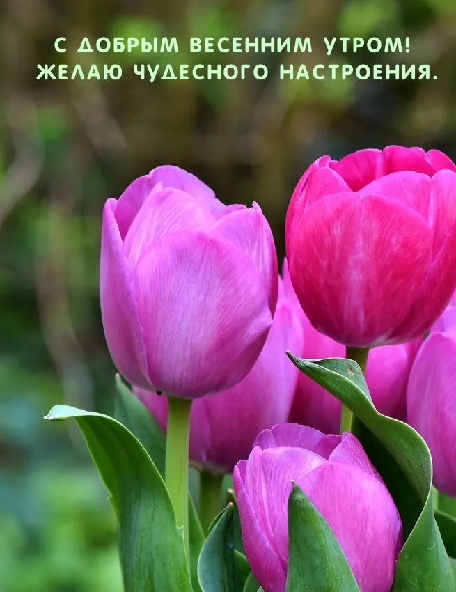 Весенние трогательные пожелания хорошего дня — 49 шт