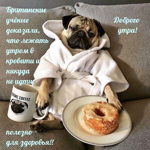 🎀 Sharpei & pug Helavis 🎀 Шарпей Мопс 🎀 | Good morning