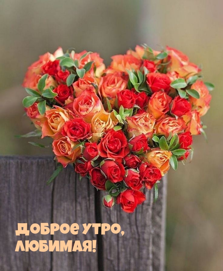 🌹 цветы и пейзаж 🌹 | ДОБРОЕ УТРО ЛЮБИМАЯ ГРУППА