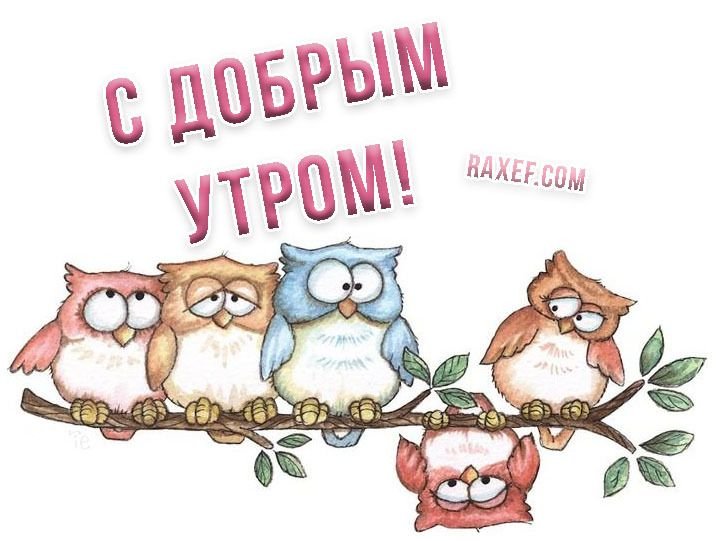 МАМОЧКИ ТАРАЗА | Я сегодня невыспавшаяся сова 🦉👆 С добрым