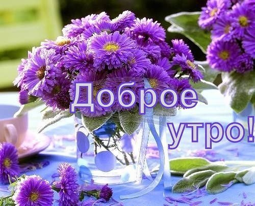 Доброе утро ! Фиолетовые цветы