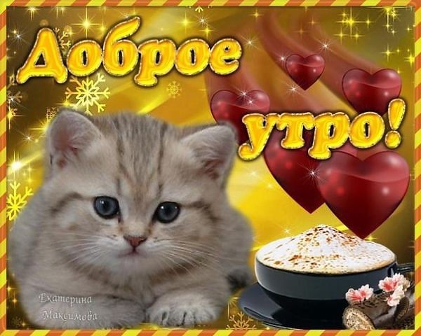 Котики Доброе Утро | TikTok