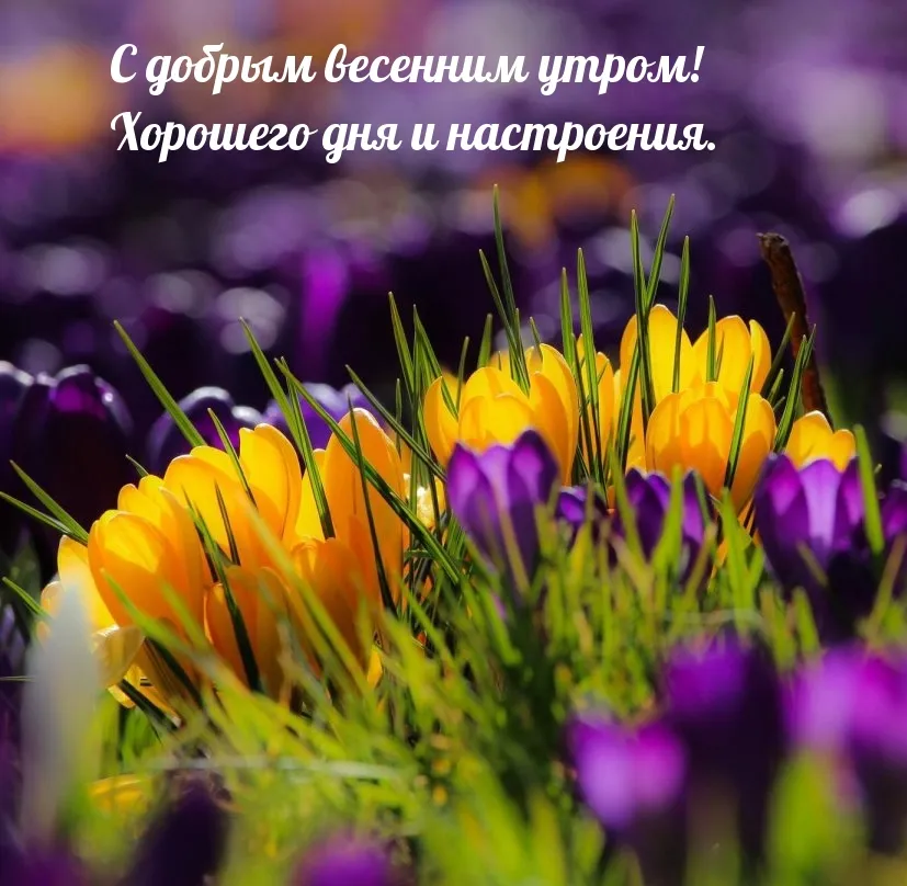 🌞🌼☕Самого доброго весеннего утра