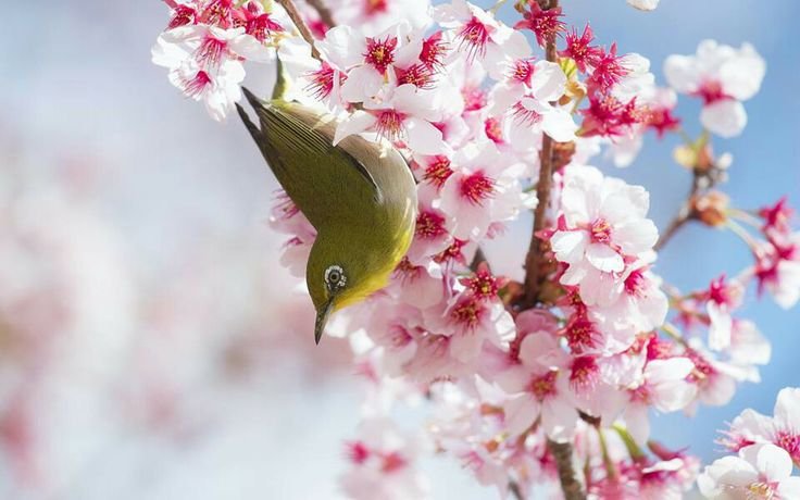 Букет Весеннее настроение 🌺 купить в