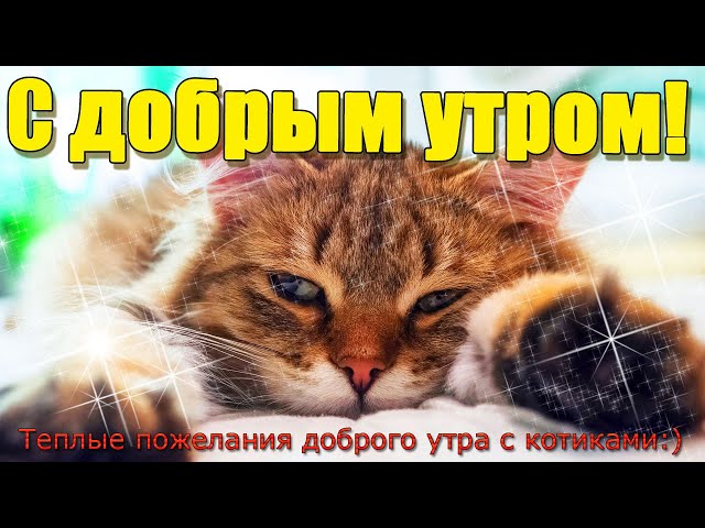 Доброе утро с котиками открытки