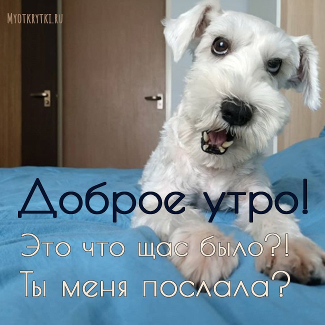 Открытка С Доброе Утро Прикольные | TikTok