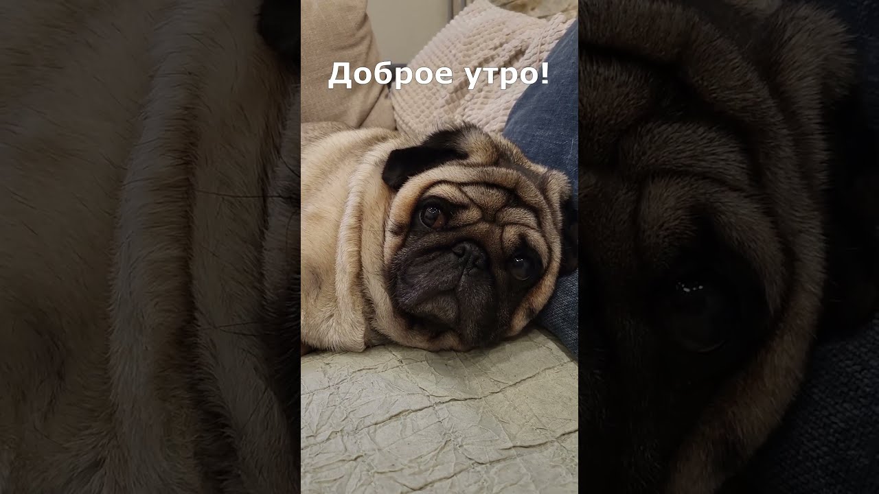 Мопсы, доброе утро