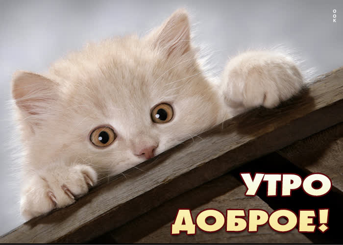 Доброе утро страна ! #кот котик #котики #животные #питомцы