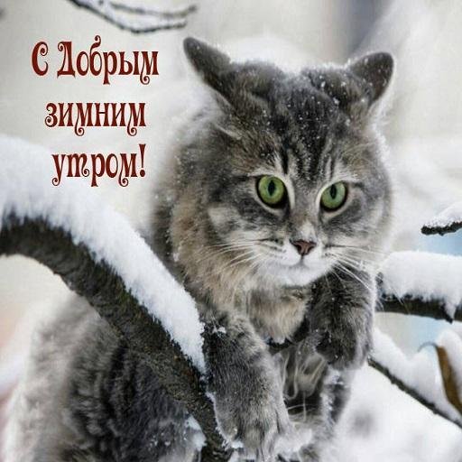 С Добрым утром котенок !