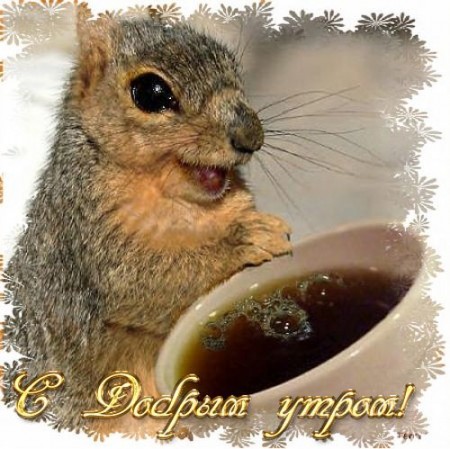 🐿 Доброе утро! Белки активно