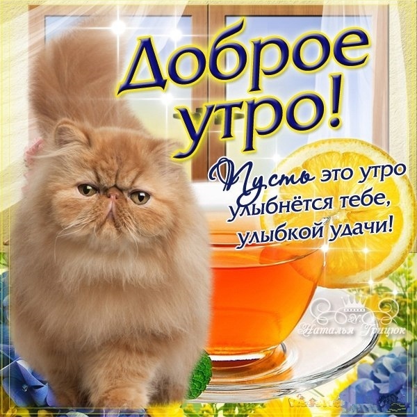 Доброе утро котик