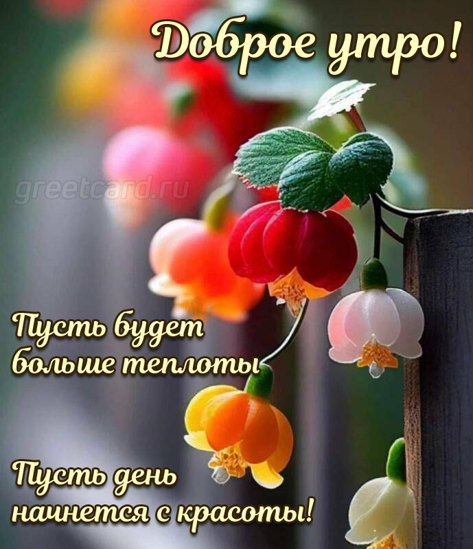 🌹Доброго Дня Отличного Настроения! Открытки Добрый День