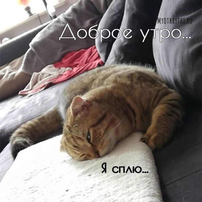 Открытки с котятами прикольные 