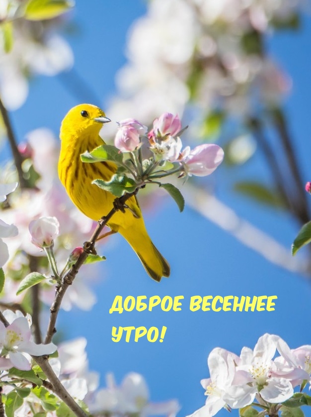 Доброе Утро Лес Природа | TikTok