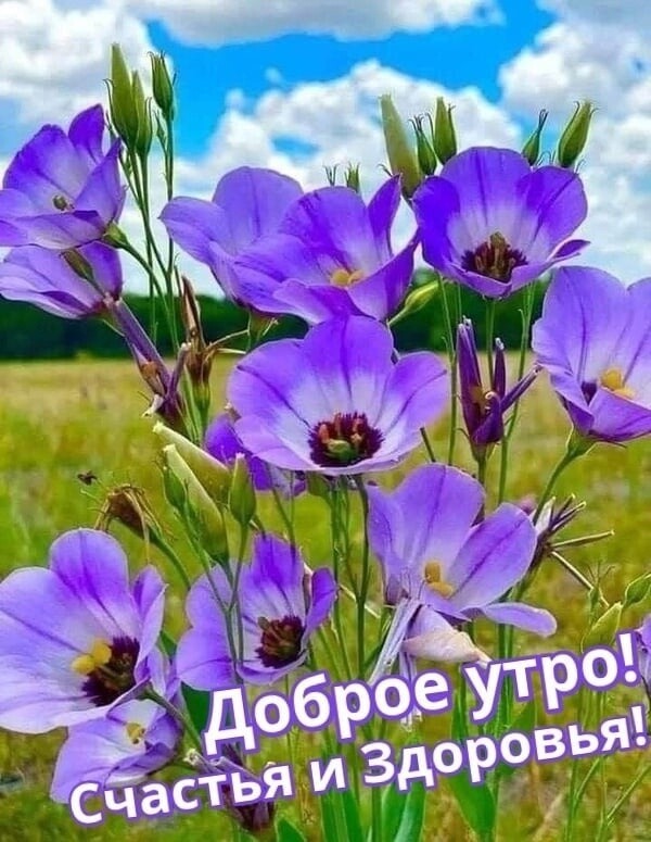 Открытка Доброго УТРА, Здоровья И Настроения!