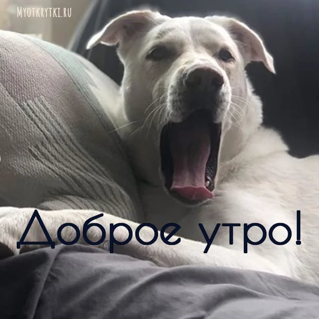 Весна! Доброе утро! Красивая открытка