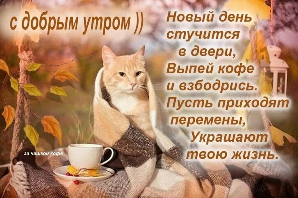 котёнок желает вам