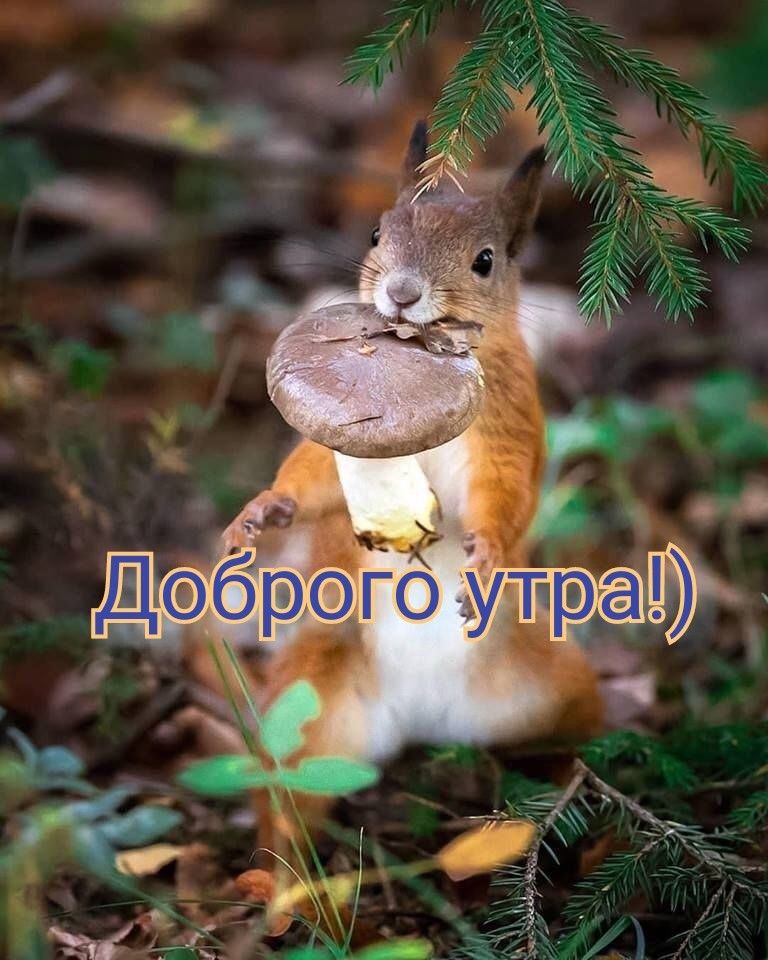 Доброе утро, мой бельчонок!