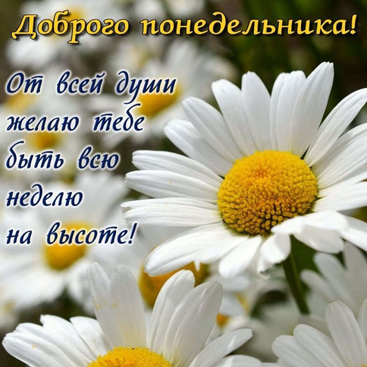 Доброе утро и доброго и мирного и летнего понедельника❤😇☀