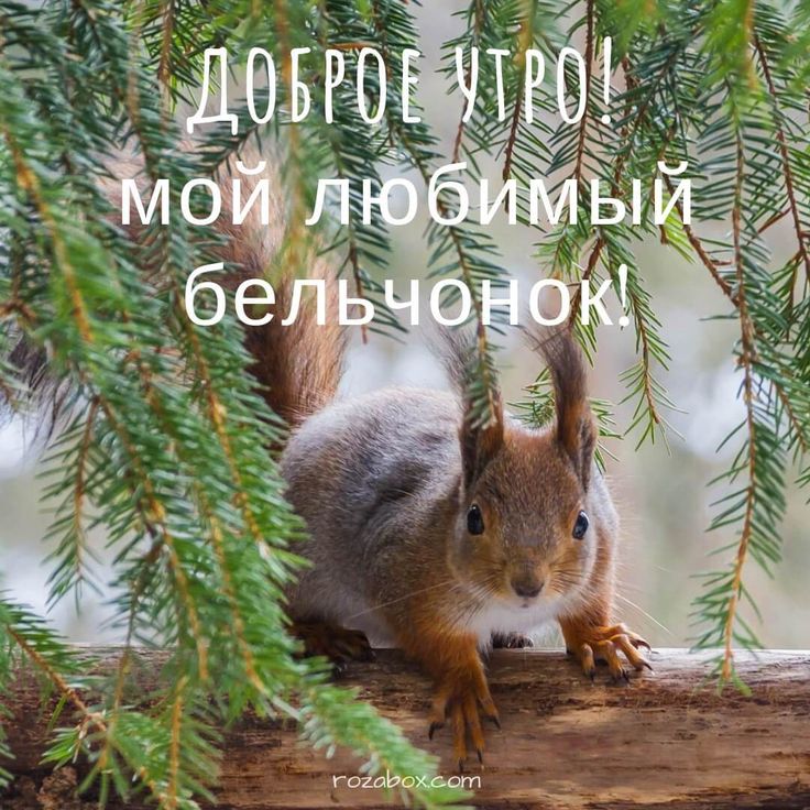 Доброе утро, Ямал! 🐿 Пришёл октябрь