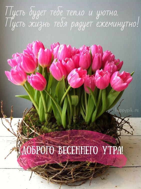 Готовые stories | Доброе весеннее утро 🌷Обожаю тюльпаны