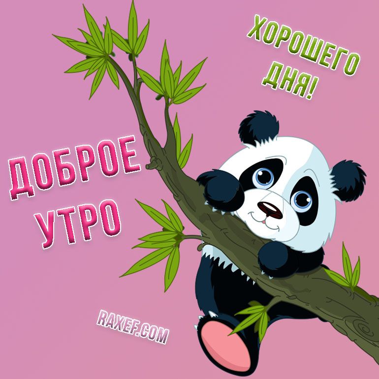 Доброе утро, медвежонок! 