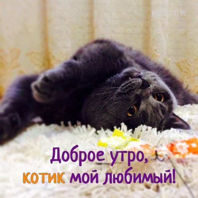 Доброе утро котик