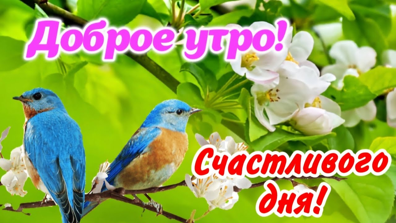 🌸✨☕ Красивые картинки С добрым