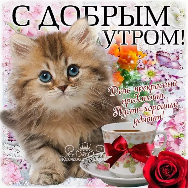 котёнок желает вам