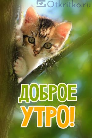 Доброе субботнее утро с котиками: pretty_girl07 — LiveJournal